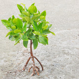 Adopt a mangrove tree planted in the UAE