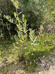 Adopt a mangrove tree planted in the UAE
