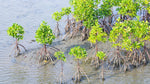 Adopt 25 mangrove trees planted in the UAE