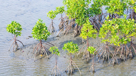 Adopt 100 mangrove trees planted in the UAE